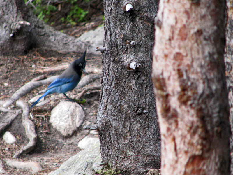 Blue Bird on Ground – Sight Seeing Dreams